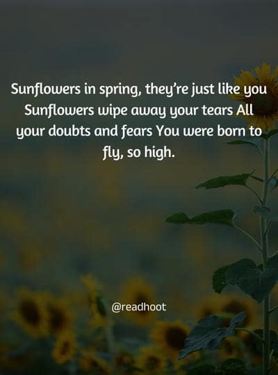 sunflower quotes