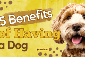 Benefits of Having a Dog